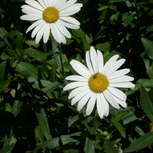 Meet your Posher, Piper - Picture 1 of 1